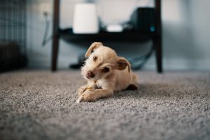 dog on carpet, carpet cleaning